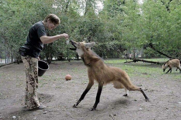 <p>29. The maned wolf (Chrysoc...