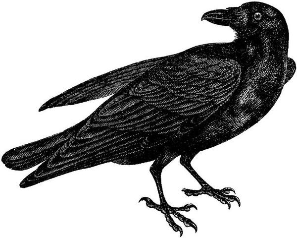 Hempel’s Ravens Paradox | Platonic Realms