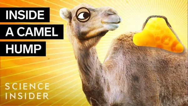 What's Inside A Camel Hump?