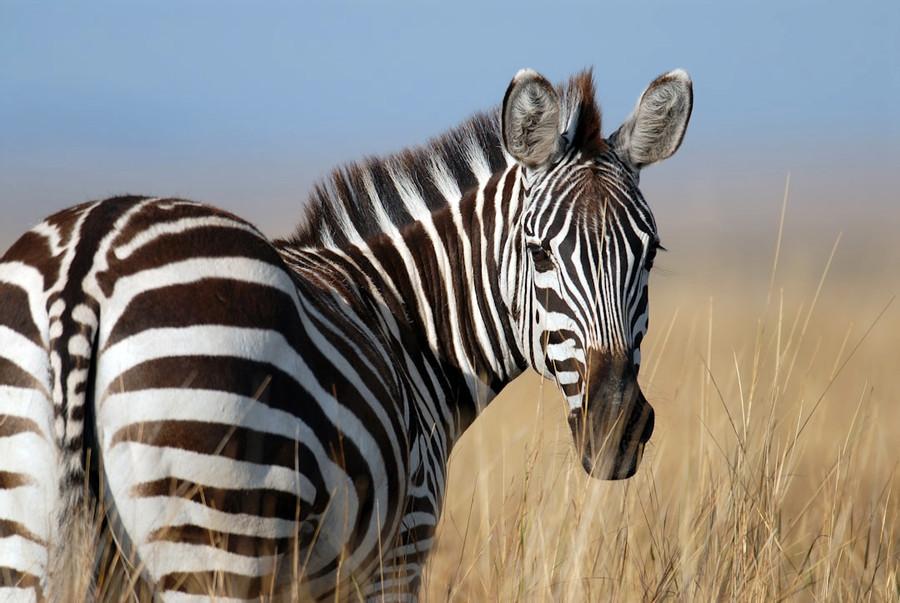 Zebra Blend Branding