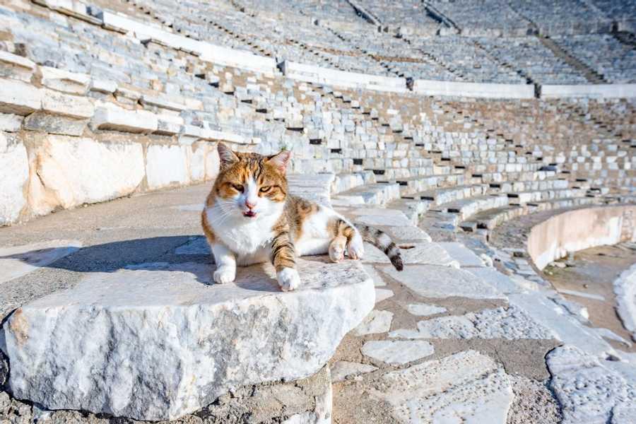 Where are the cats in the Roman-Greek Antiquity?

