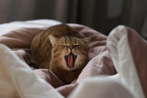 Contagious yawning