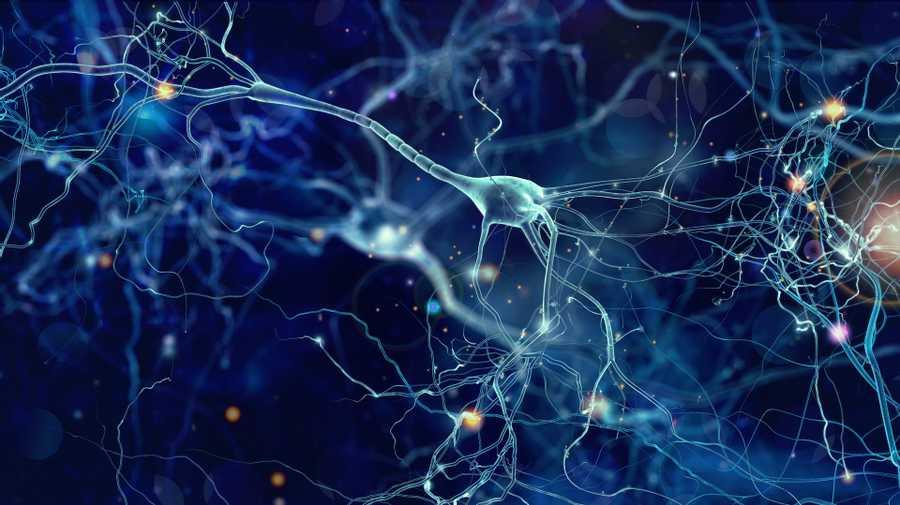 Neurons have multiple tasks