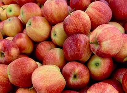 Health guide of 20 outstanding apple Varieties - Health fitness blog info