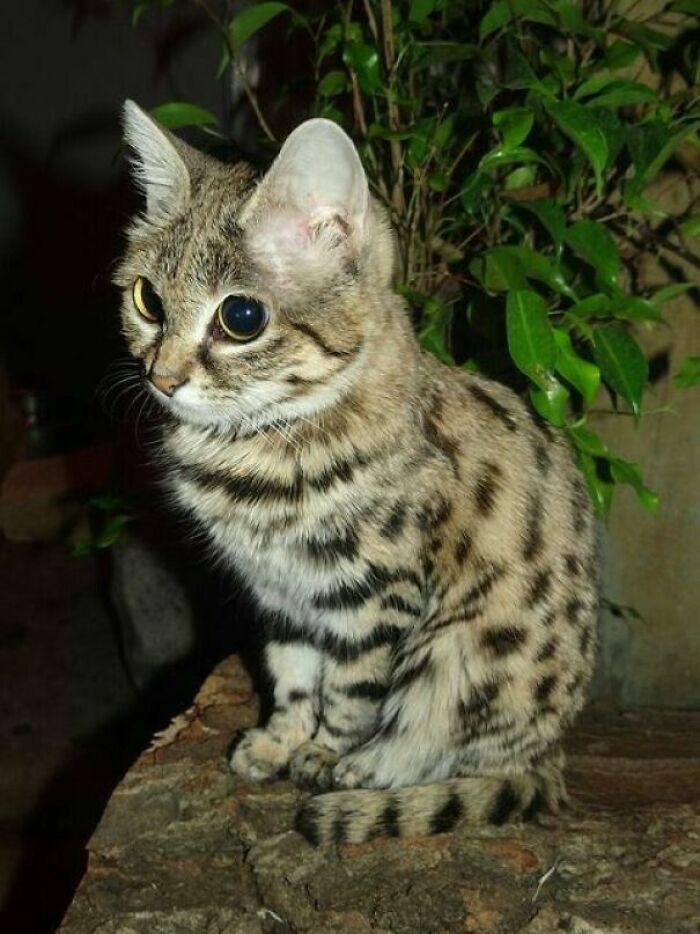 <p>8. The black-footed cat (Fe...