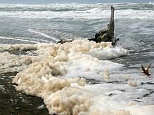 Sea foam - Wikipedia