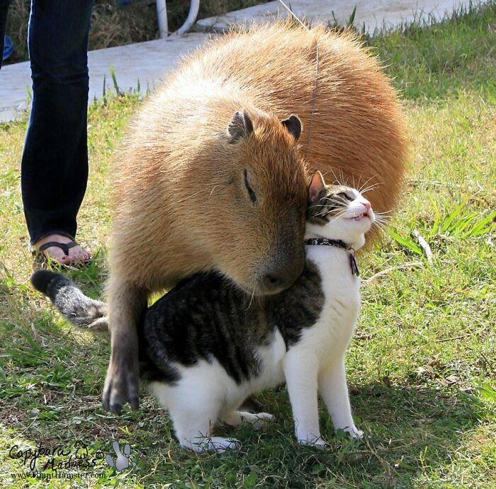 <p>19. Capybaras are social an...