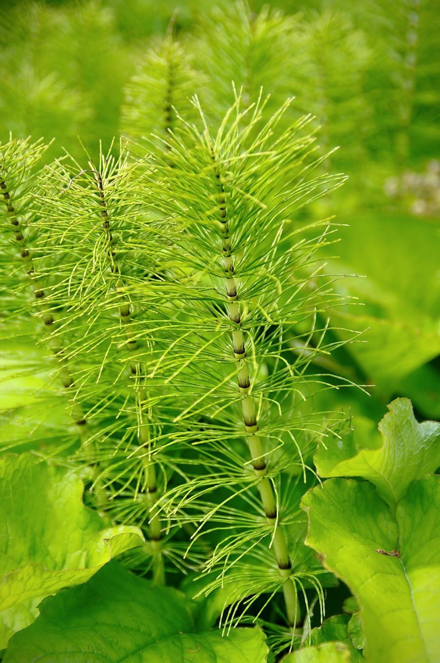 Horsetail Plant Extract Oil