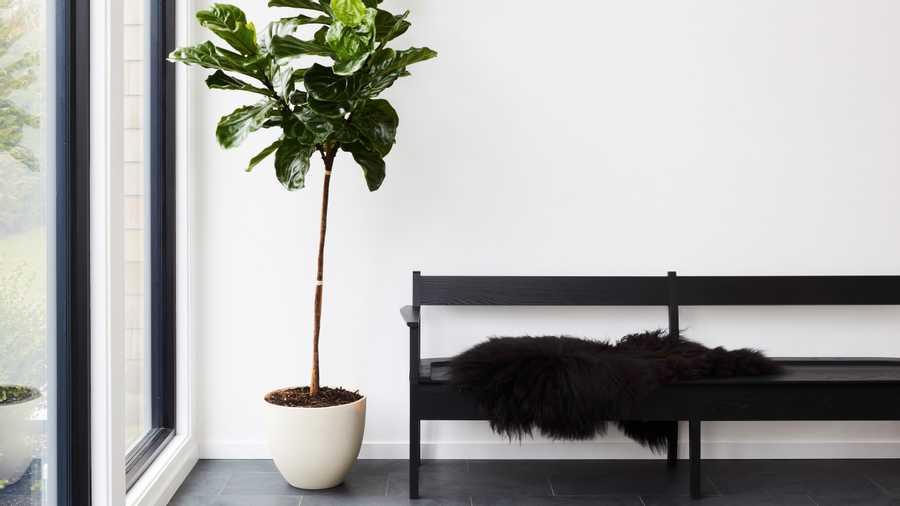 Why we should keep some plants in our homes