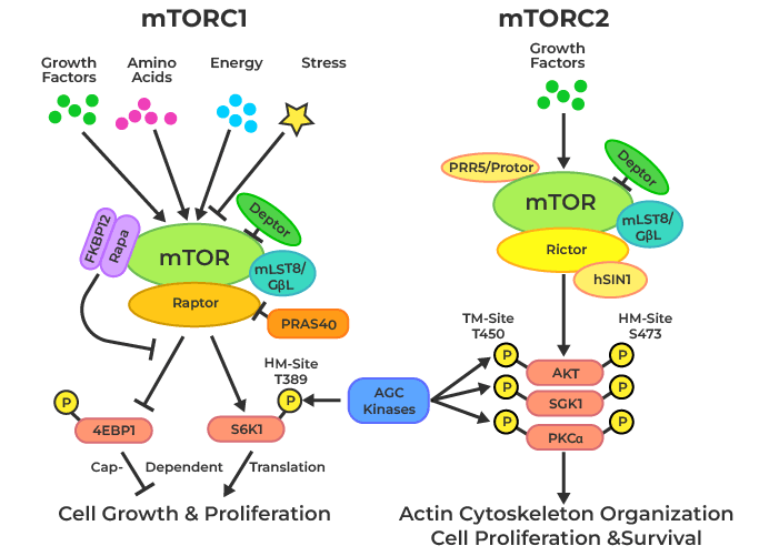3.🍖 Protein and mTOR:
