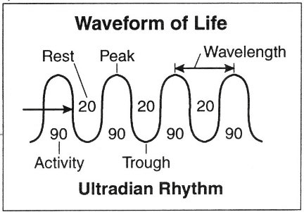 The Ultradian Rhythm