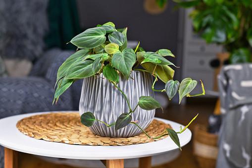 Pothos And Philodendrons