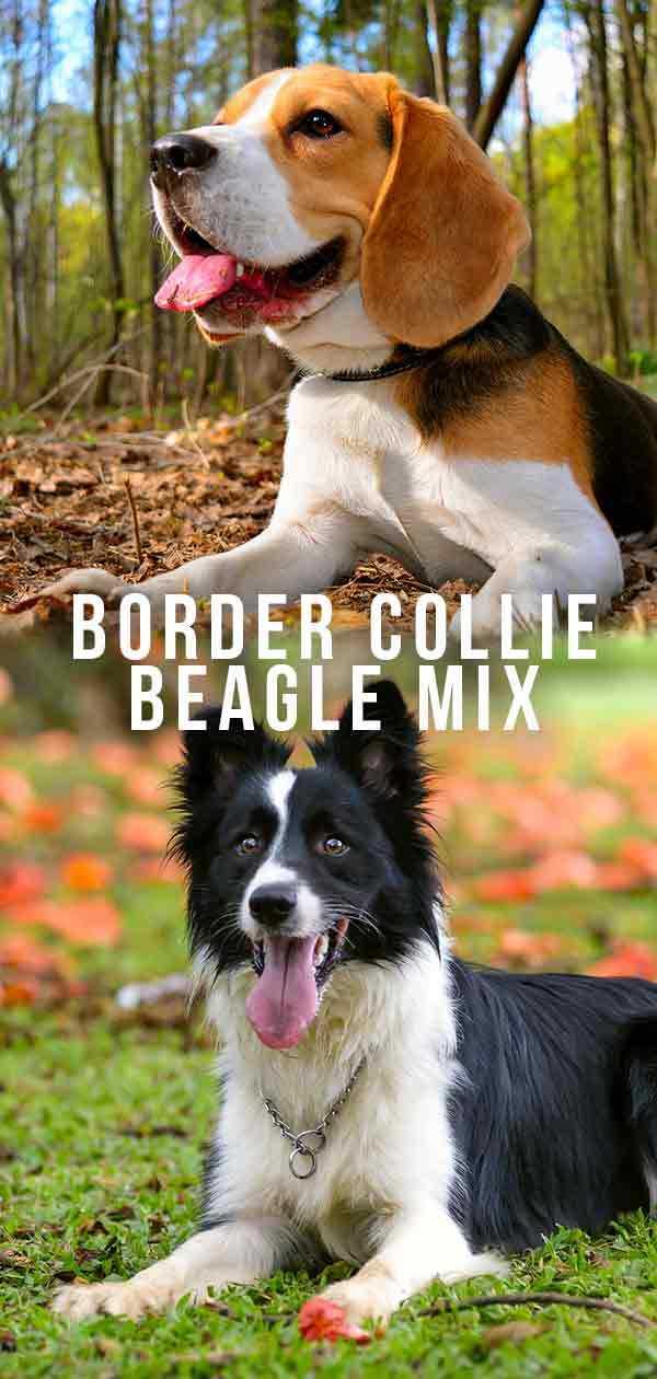 Where Do Border Collie Beagle Mix Come From?