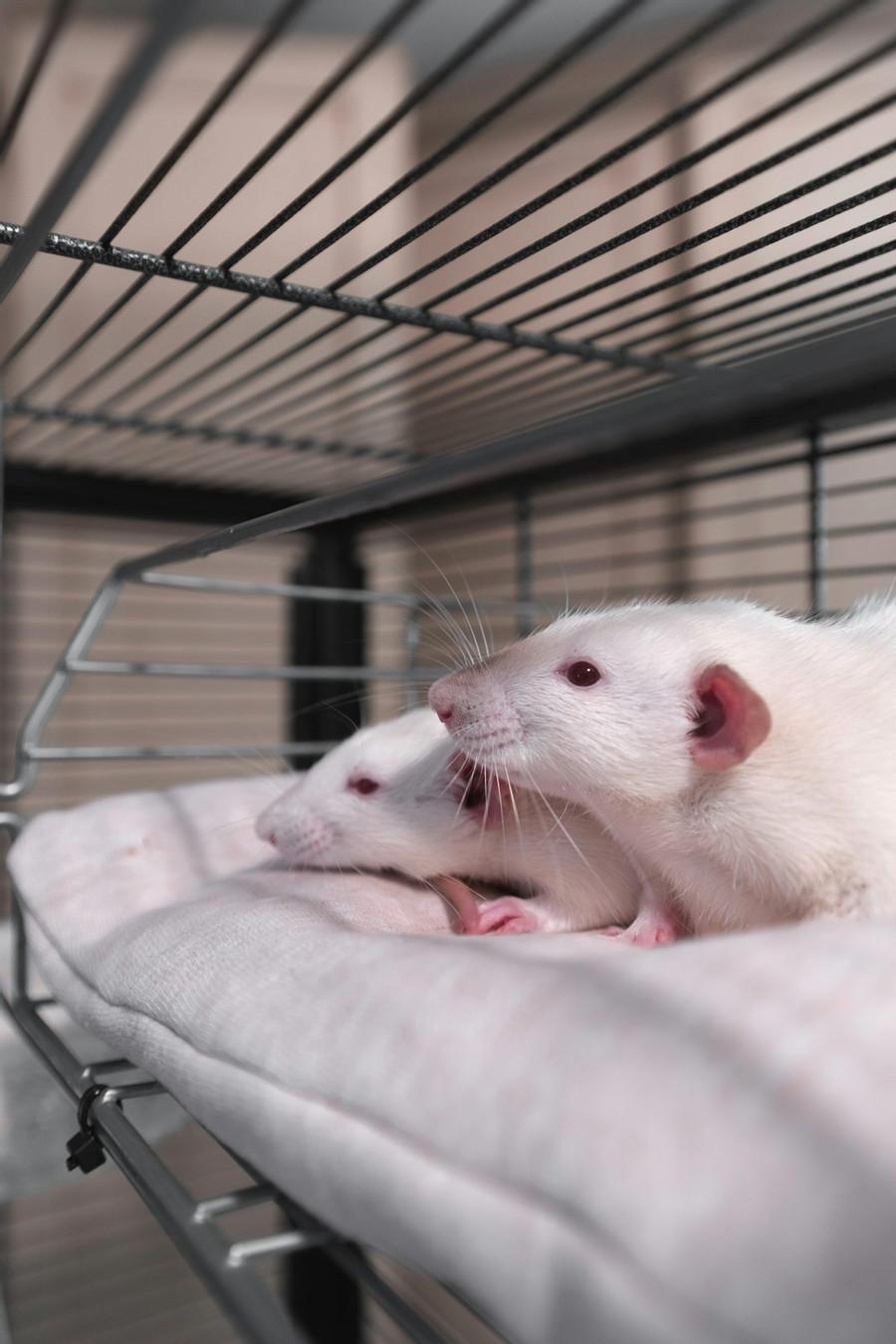 Research in Rats