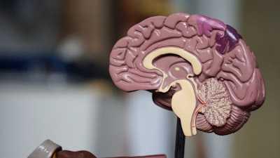 7 Cool Brain Facts That Neuroscientists Know