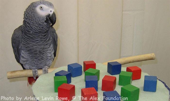 <p>9. This African Grey Parrot...
