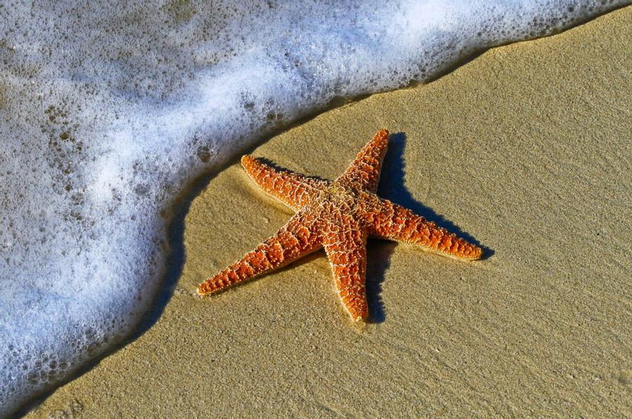 Do starfish have a brain?
