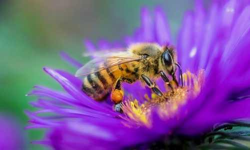 Bees can remember human faces — and 7 other surprising facts about these important insects