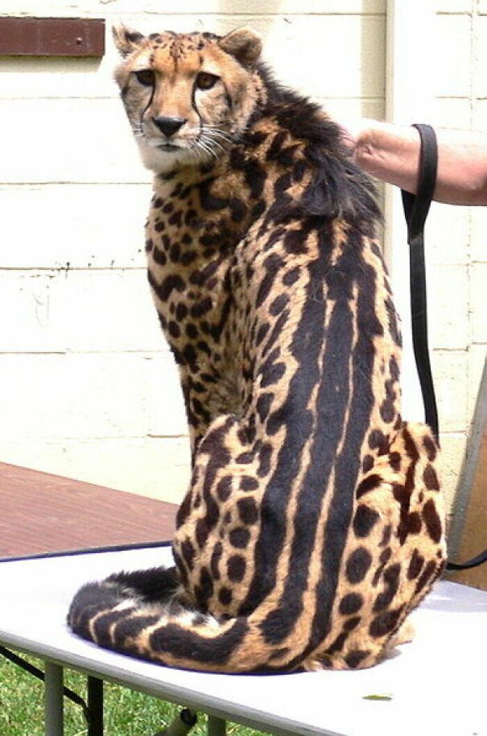 <p>25. King cheetahs have a ge...