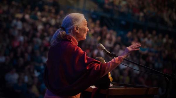 Best Jane Goodall quotes | The Environment Show