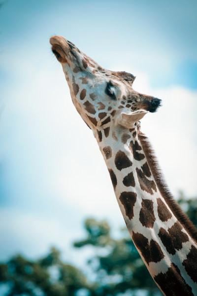 Giraffe (Giraffa camelopardalis) cervical vertebral column
