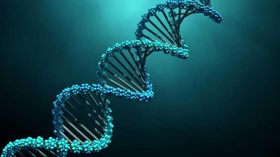 The Progressors of DNA