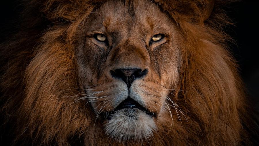 Lion's Leadership