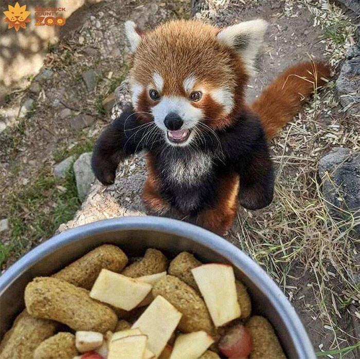 <p>5. Red pandas stand on the ...