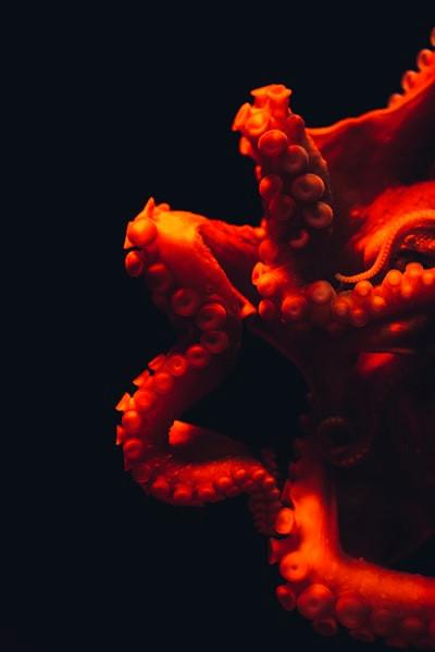 Octopus - Wikipedia