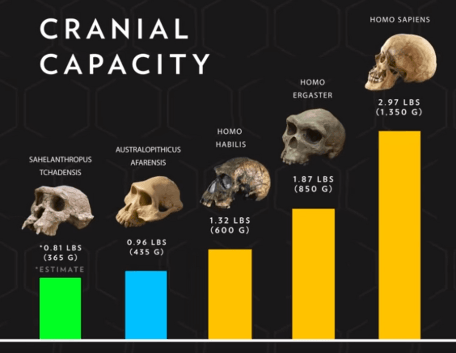 H. Naledi: The Enigmatic Newcomer (335,000 to 236,000 Years Ago) 