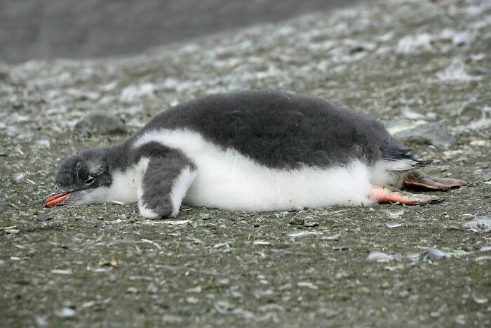 <p>33. When penguin babies get...