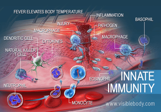 2. Triggers an Immune System's Battle