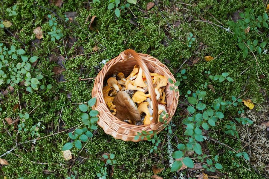 What Health Benefits Do These Mushrooms Contain?
