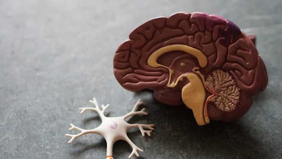 Biggest Brain Damaging Habits You Must Stop Now