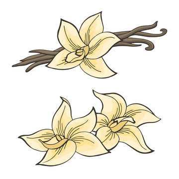 Where does Vanilla come from ?