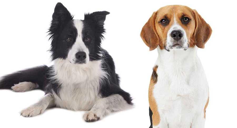 Fun Facts About Beagles & Border Collies