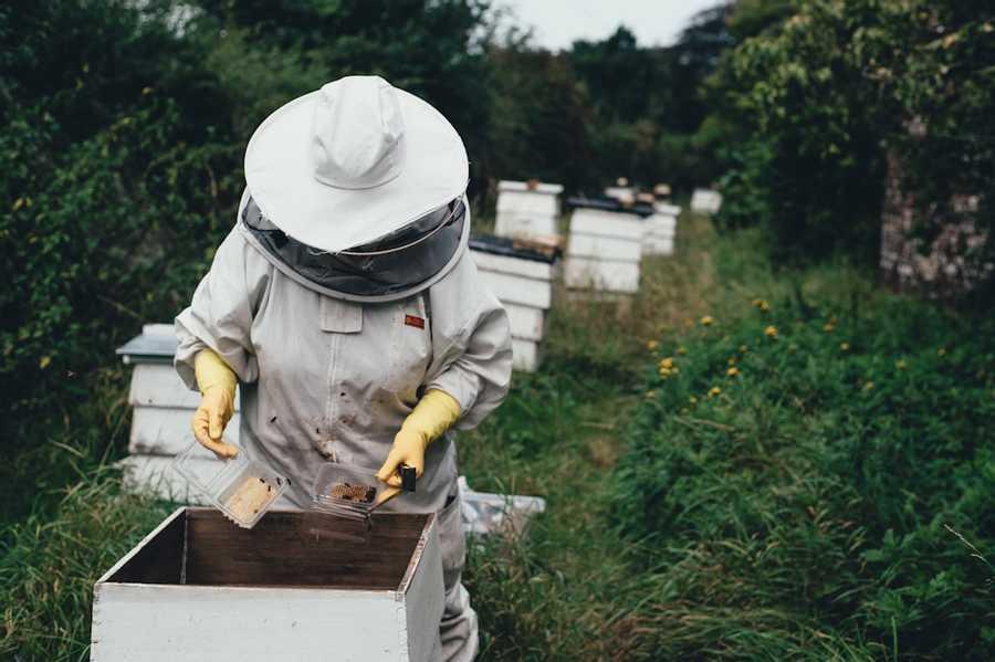 It’s not too late to save bees — and YOU can help