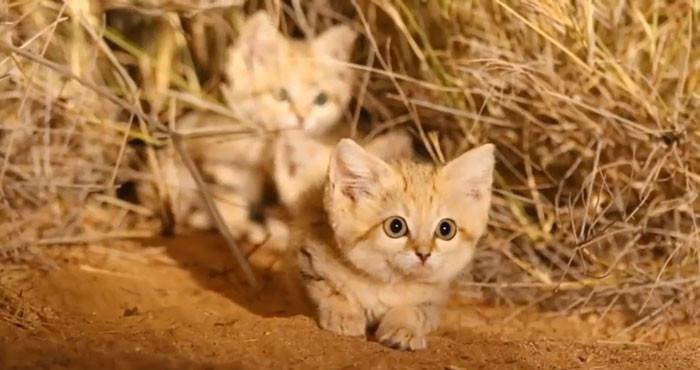 <p>21. These sand cats have ev...