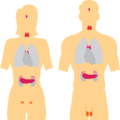 The endocrine system causes changes in your body