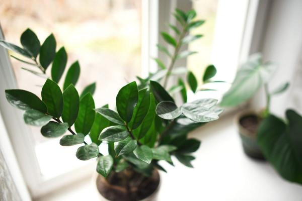 Houseplants stopped growing? Here’s how to work out why (and what you can do about it) 