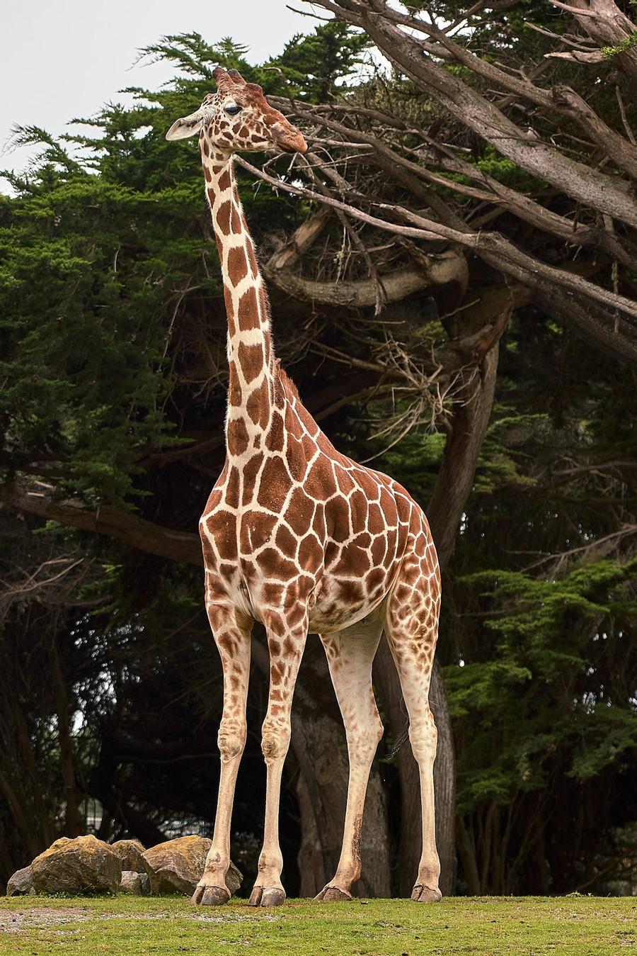 Giraffe Vision Planning