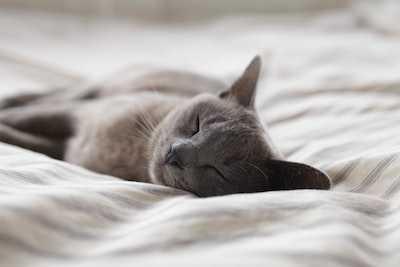 How Deep Sleep Helps Your Brain “Clean” Itself