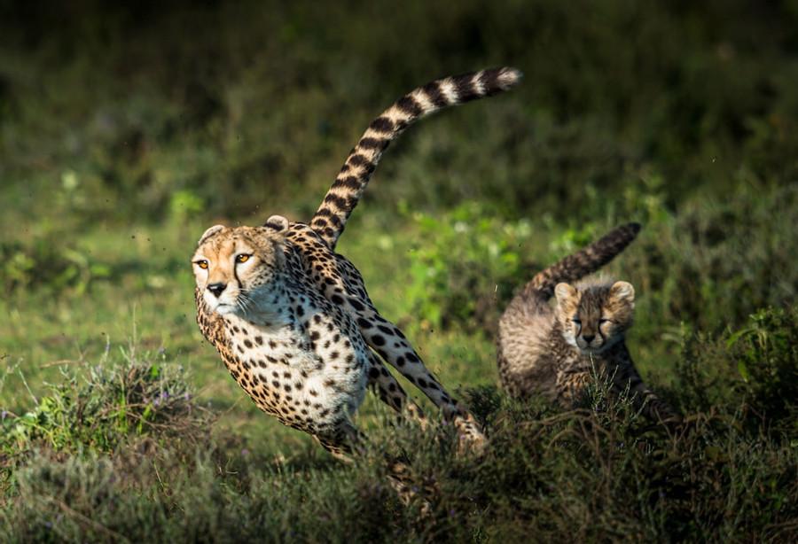 Cheetah Chase Tactics