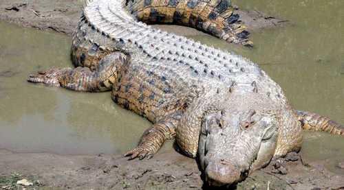 20 Amazing Crocodile Facts - Our Planet