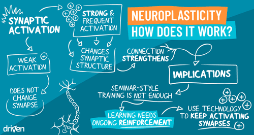 How Neuroplasticity Changes the Brain