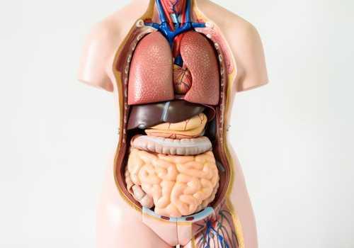 Seven body organs you can live without