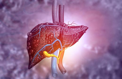 Understanding how the liver works