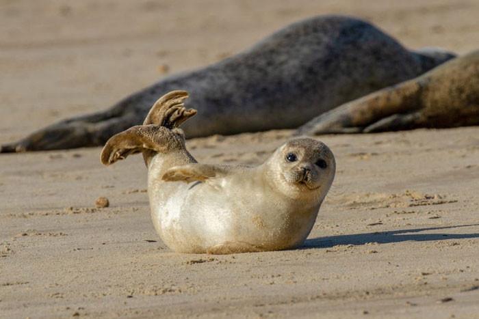 <p>2. Seals perform this cute ...