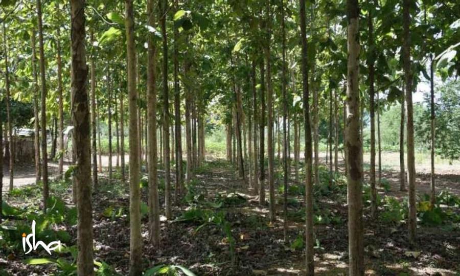 2. Tree-based Agriculture or Agroforestry: