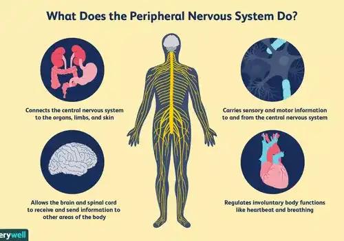 What You Should Know About the Peripheral Nervous System